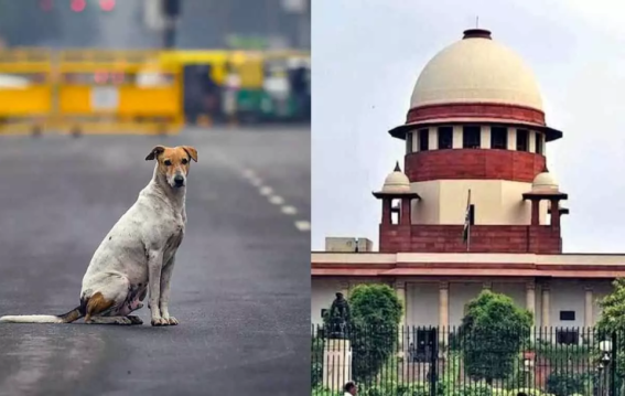 Supreme Court Mandates Stray Dog Release After Sterilisation